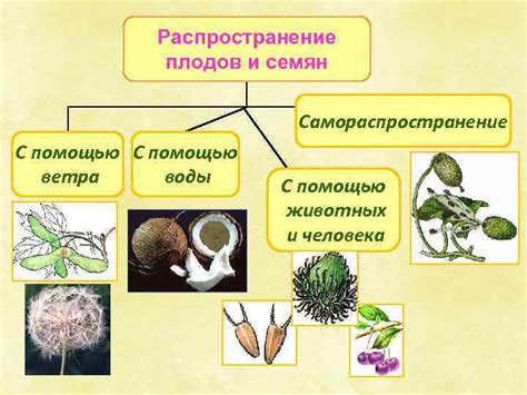 Сравнение значимости плодов и дел человека