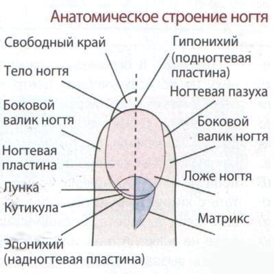 Среда: формирование ногтевой пластины