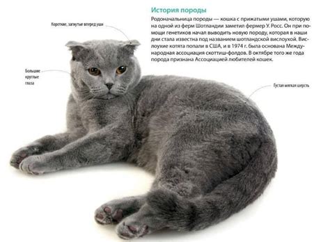 Сроки линьки у разных пород котят