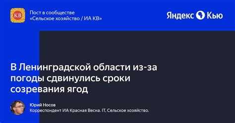 Сроки созревания антоновки в Ленинградской области