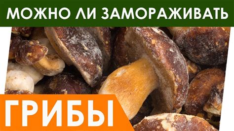 Сроки хранения замороженных грибов