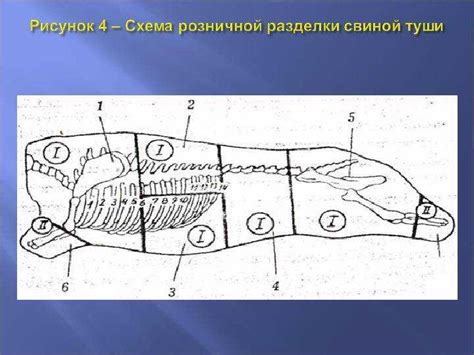 Становление взрослой свиньей