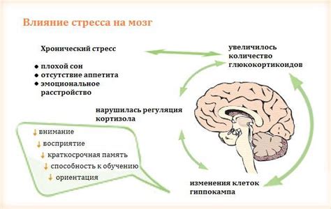 Стресс и работа мозга