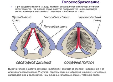 Строение и работа голосовых связок