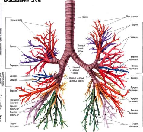 Строение и функция бронхиального дерева