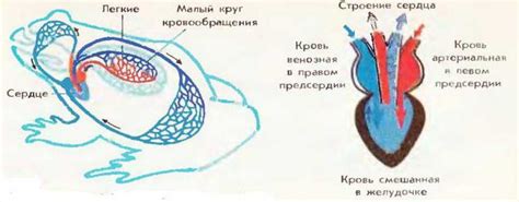 Строение нервной системы у лягушек: основные черты