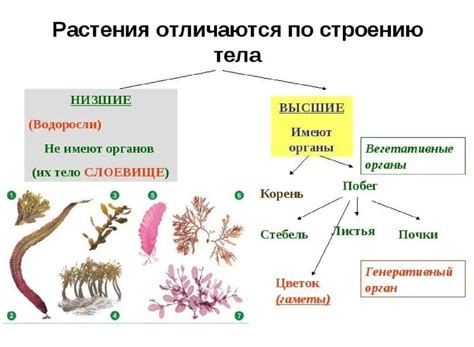 Структура и органы водорослей