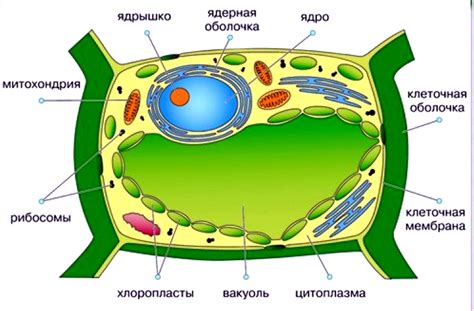 Структура клетки растений