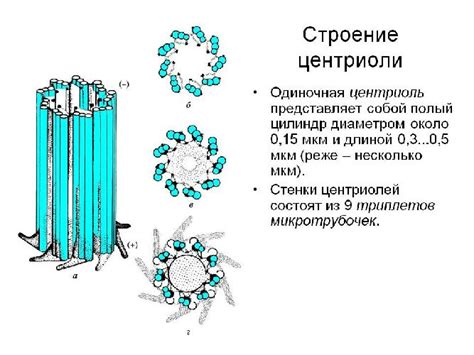 Структура центриолей: уникальные особенности и компоненты