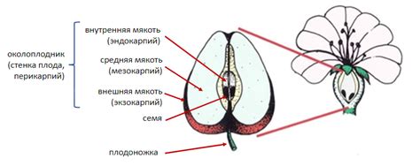 Сушка плодов: элементарное определение готовности