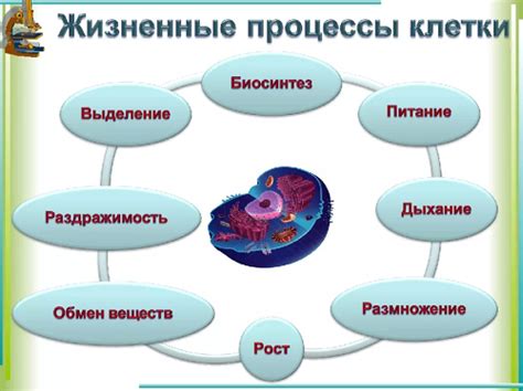 Сущность процесса в клетках