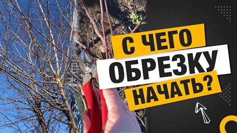 С чего начать обрезку старых можжевельников?