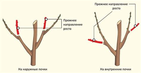 Техника обрезки верхушки