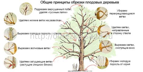 Техника обрезки листьев