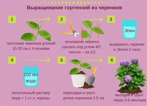 Техника черенкования гортензии