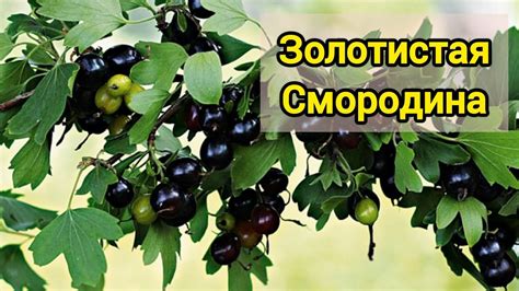 Техники обрезки золотистой смородины