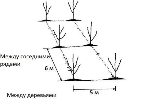 Технология пересадки грецкого ореха