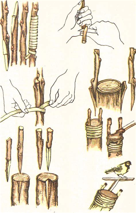 Технология прививки сливы в весенний период