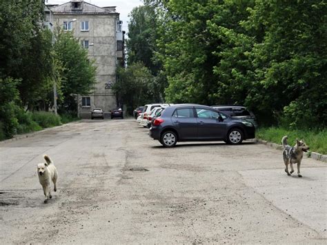 Увеличение количества бездомных животных