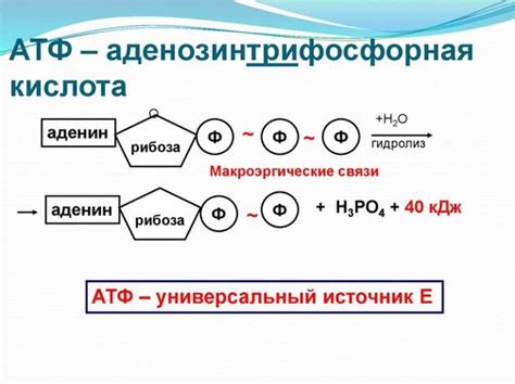 Увеличение метаболизма