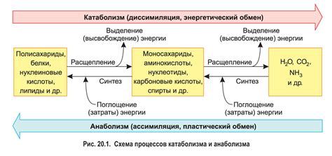 Увеличение энергии в организме