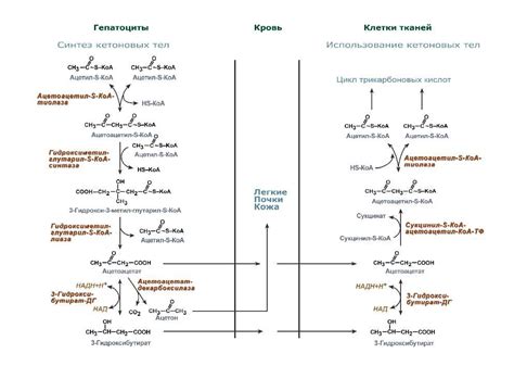 Увеличивает содержание линолевой кислоты