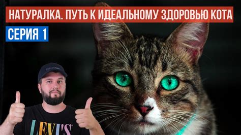 Угрозы здоровью кота без селезенки