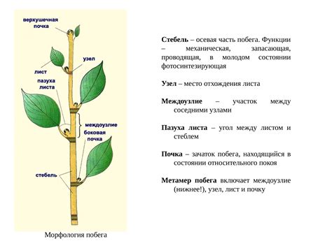 Укоренение стебля