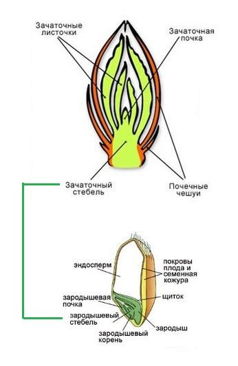 Укрепление стебля