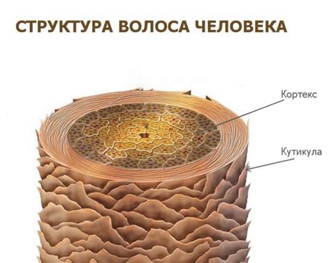 Улучшенная структура волос