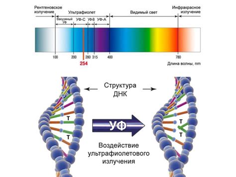 Ультрафиолетовые лучи: способствуют ли они появлению прыщей?