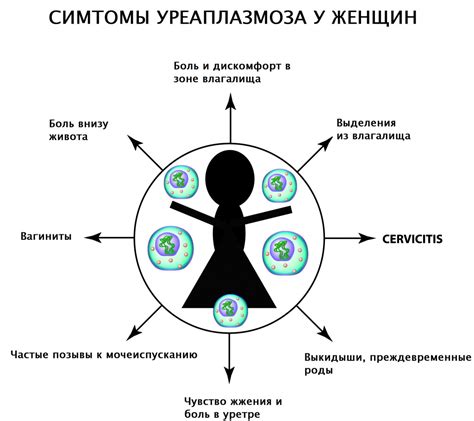 Уреаплазма после лечения: возвращение возможно?