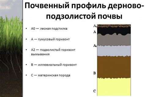 Условия почвы