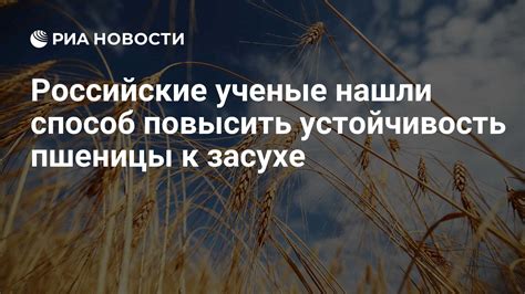 Устойчивость к засухе: замочите поле перед зимой