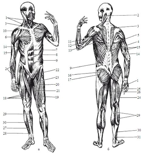 Устройство мышечного аппарата человека