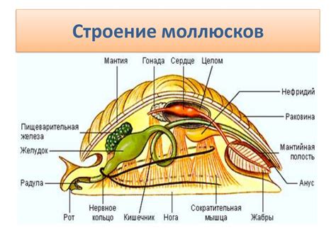 Устройство устья у двустворчатых моллюсков