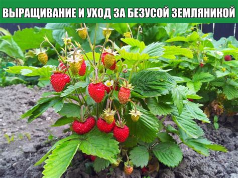 Уход за безусой земляникой