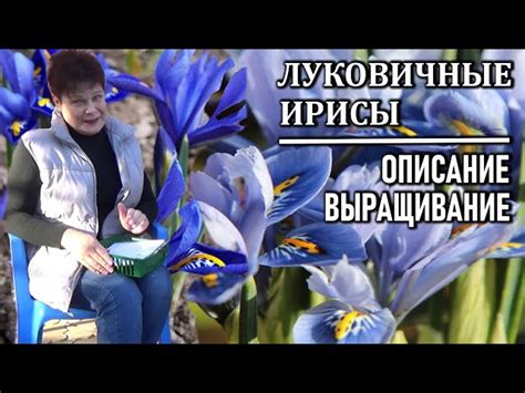 Уход за голландским луком после посадки