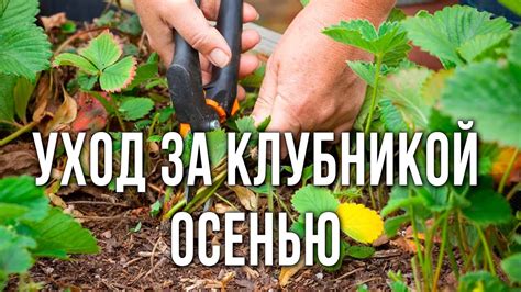 Уход за пересаженной земляникой осенью