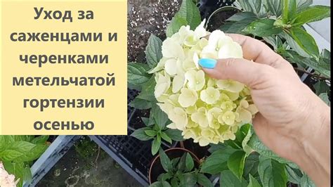 Уход за посаженными саженцами