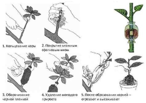 Уход за привитыми саженцами сливы