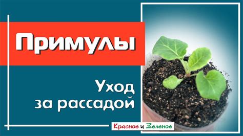 Уход за рассадой примулы