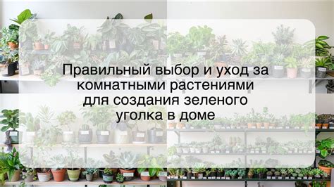 Уход за растениями для создания уютной атмосферы