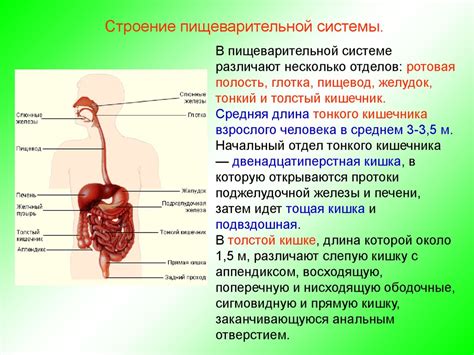 Ухудшение пищеварительной системы и метаболизма