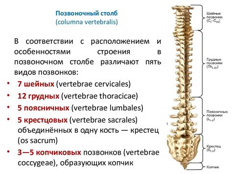 Учитывайте особенности своей поясницы