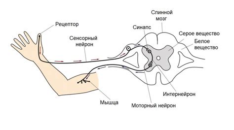 Фабула мурашек: почему слушая музыку возникают мурашки на коже?