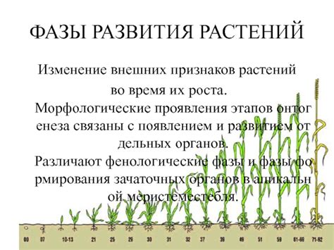 Фазы и время проявления