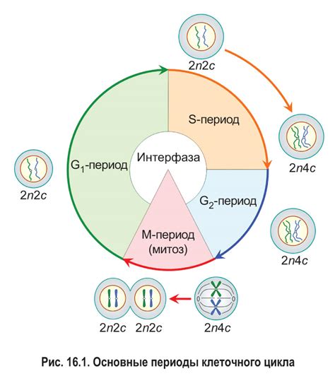 Фазы клеточного деления