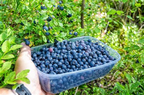 Фазы созревания черники и сбор урожая