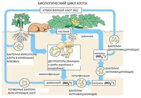 Факторы, влияющие на доступность азота и фосфора для растений